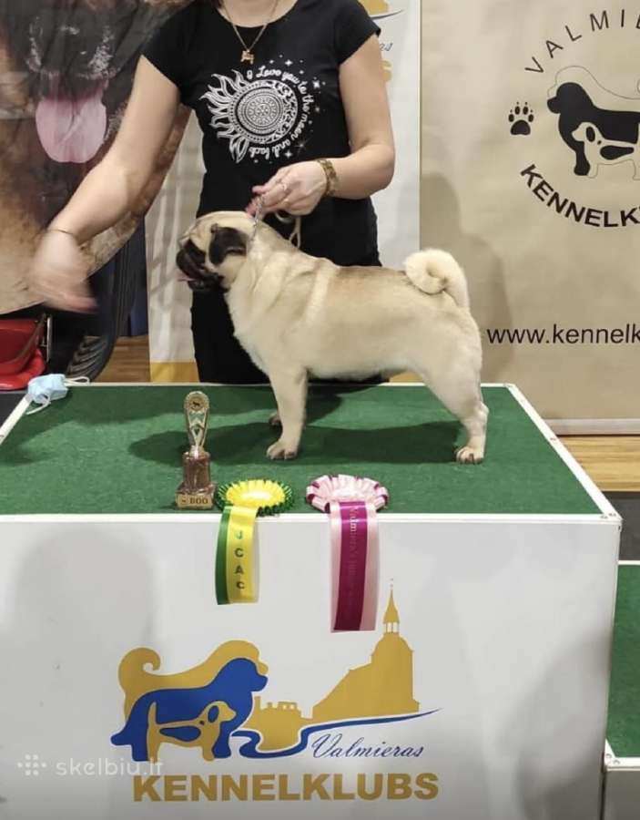 Kilmingas mopsas kergimiui /for stud - nuotraukos Nr. 3