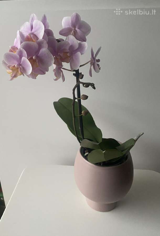 Orchideja 2-ju stiebu