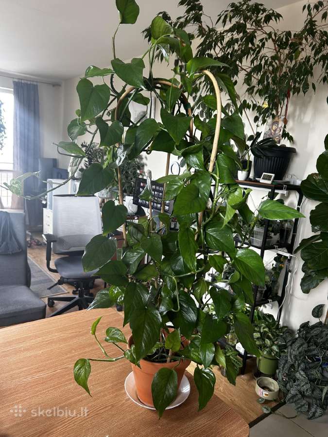 Epipremnum Aureum Jungle Star
