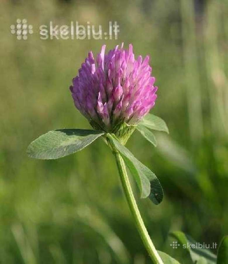 Dobilai, motiejukai, liucerna, šunažolė, svidre