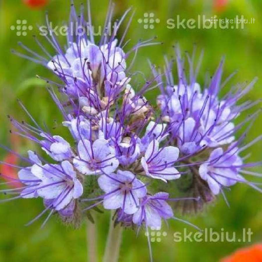 Facelija, barkunas, garstycios, ridikai, dobilai