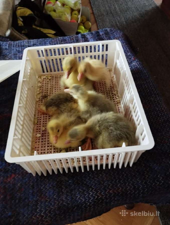 Parduodu žąsiukus, ančiukus ir kalakučiukus