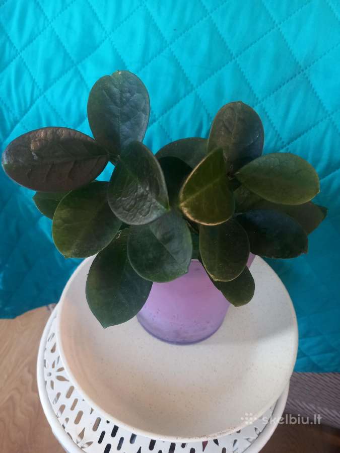 Hoya Australis