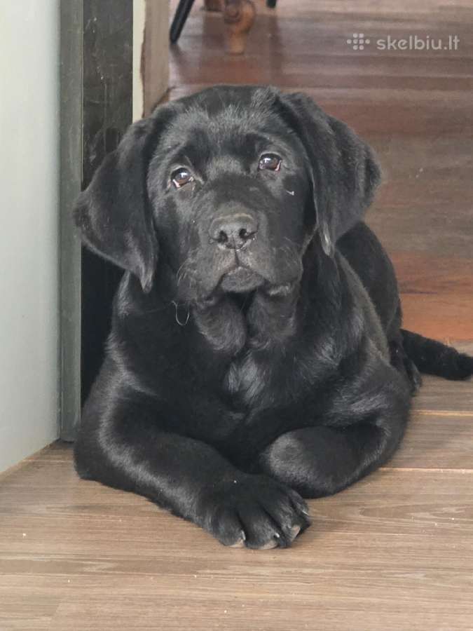 Kilmingi juodi labradorai - nuotraukos Nr. 15