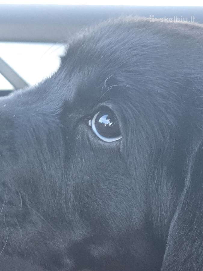 Kilmingi juodi labradorai - nuotraukos Nr. 16