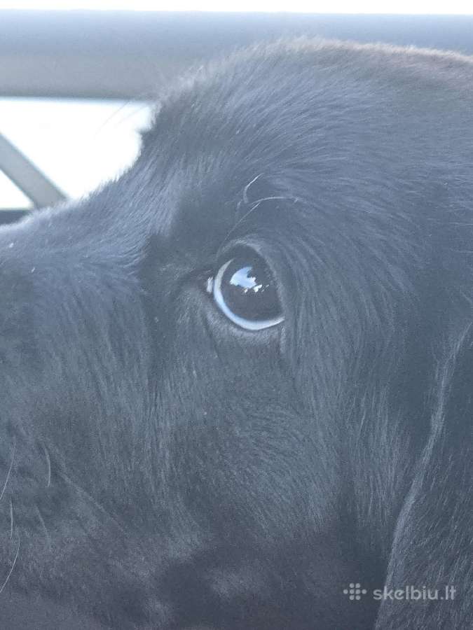 Kilmingi juodi labradorai - nuotraukos Nr. 17