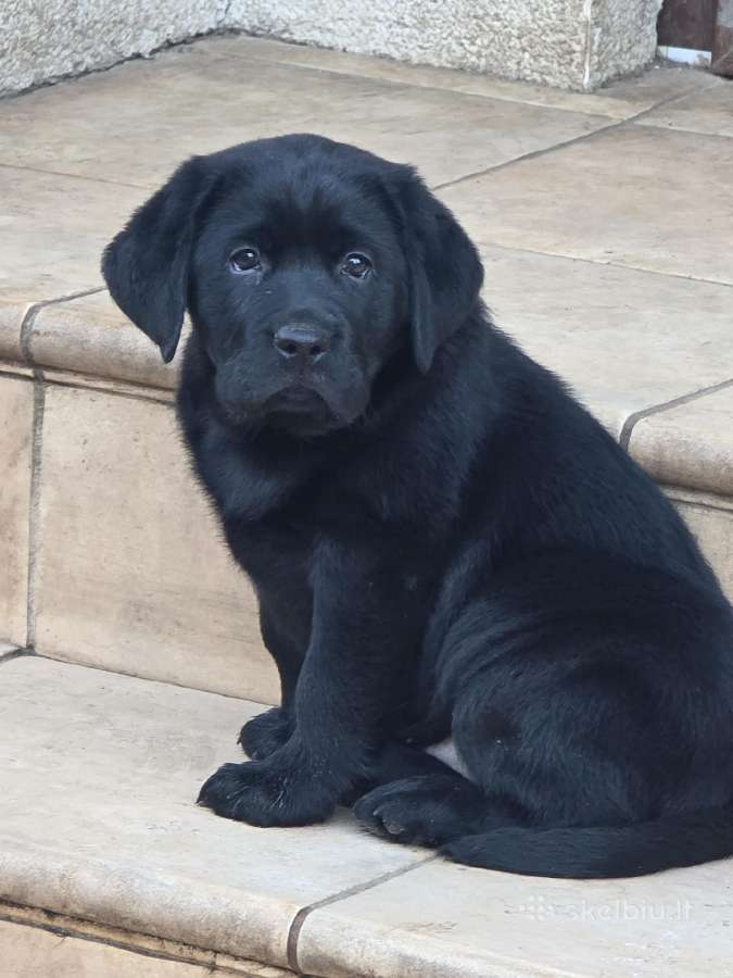 Kilmingi juodi labradorai - nuotraukos Nr. 14