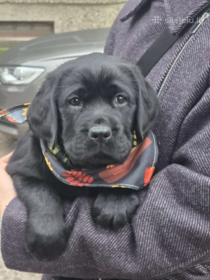 Kilmingi juodi labradorai - nuotraukos Nr. 9