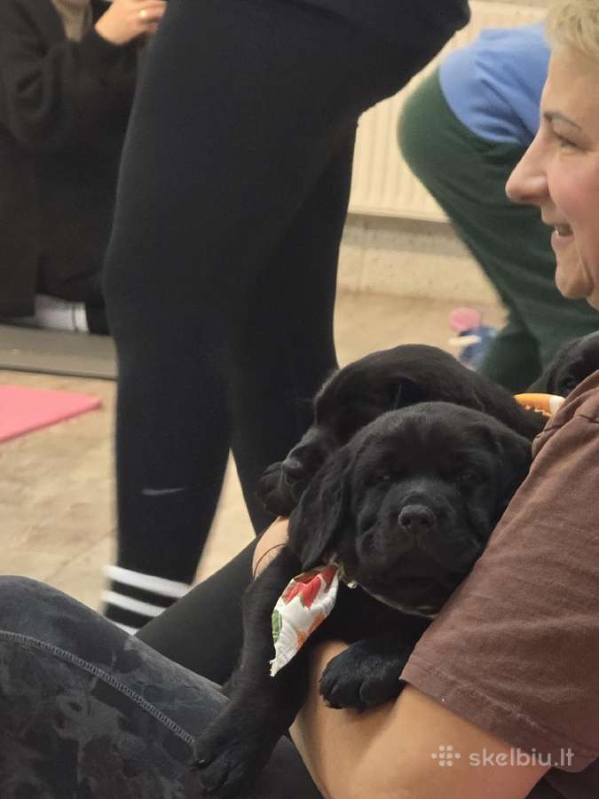 Kilmingi juodi labradorai - nuotraukos Nr. 17