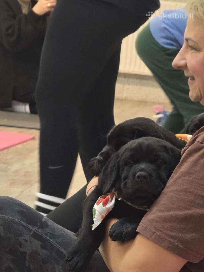 Kilmingi juodi labradorai - nuotraukos Nr. 18