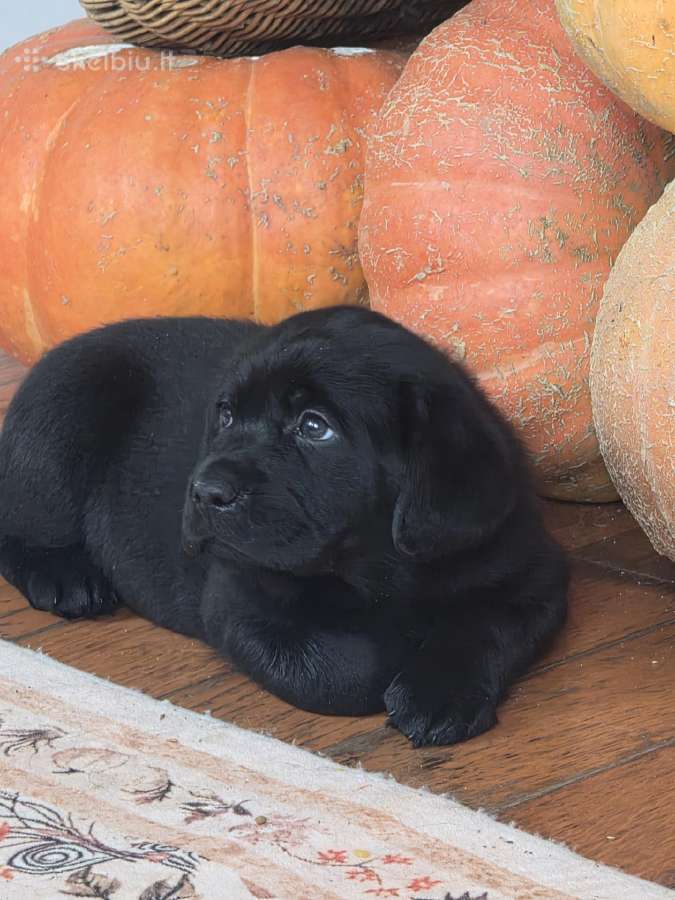 Kilmingi juodi labradorai - nuotraukos Nr. 10