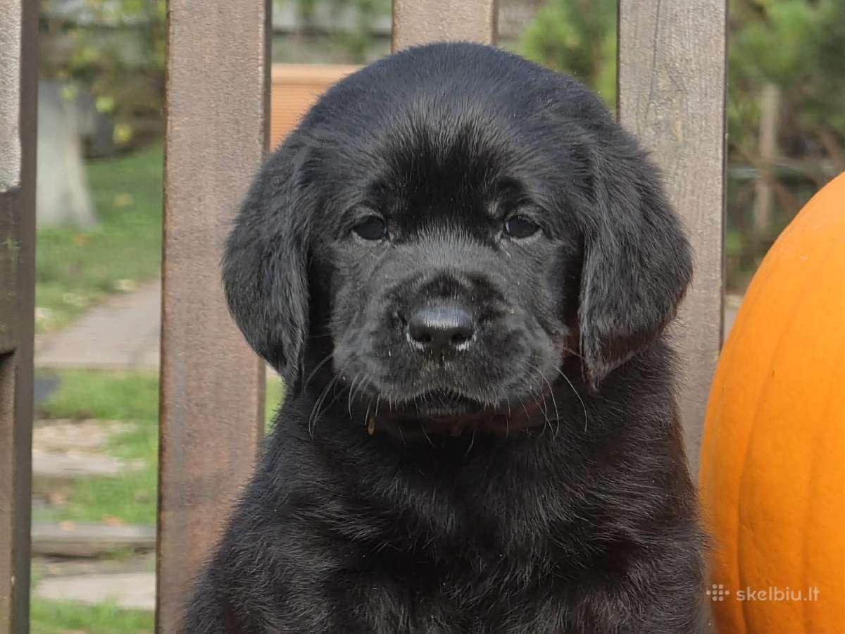 Kilmingi juodi labradorai - nuotraukos Nr. 11