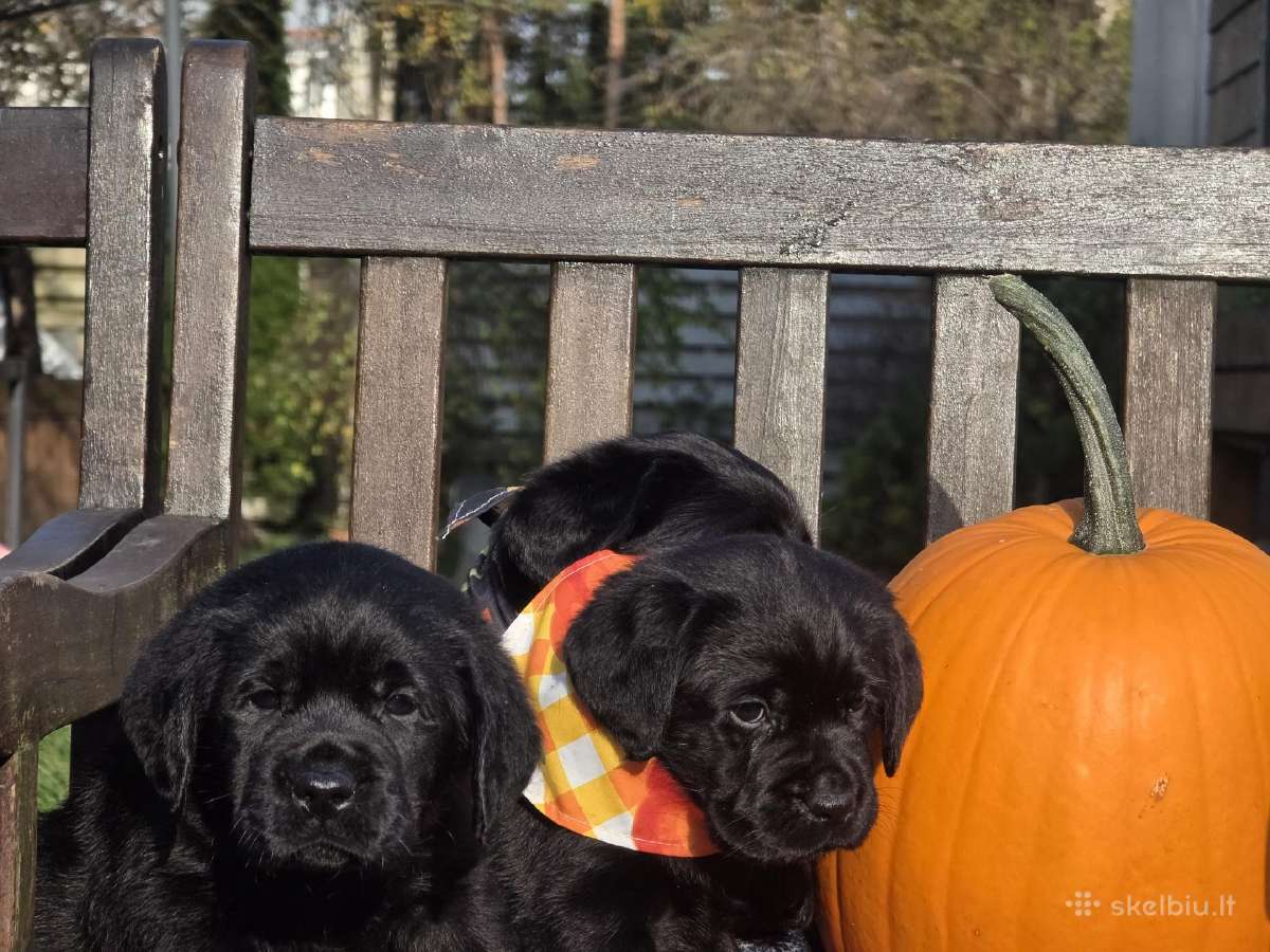 Kilmingi juodi labradorai - nuotraukos Nr. 19