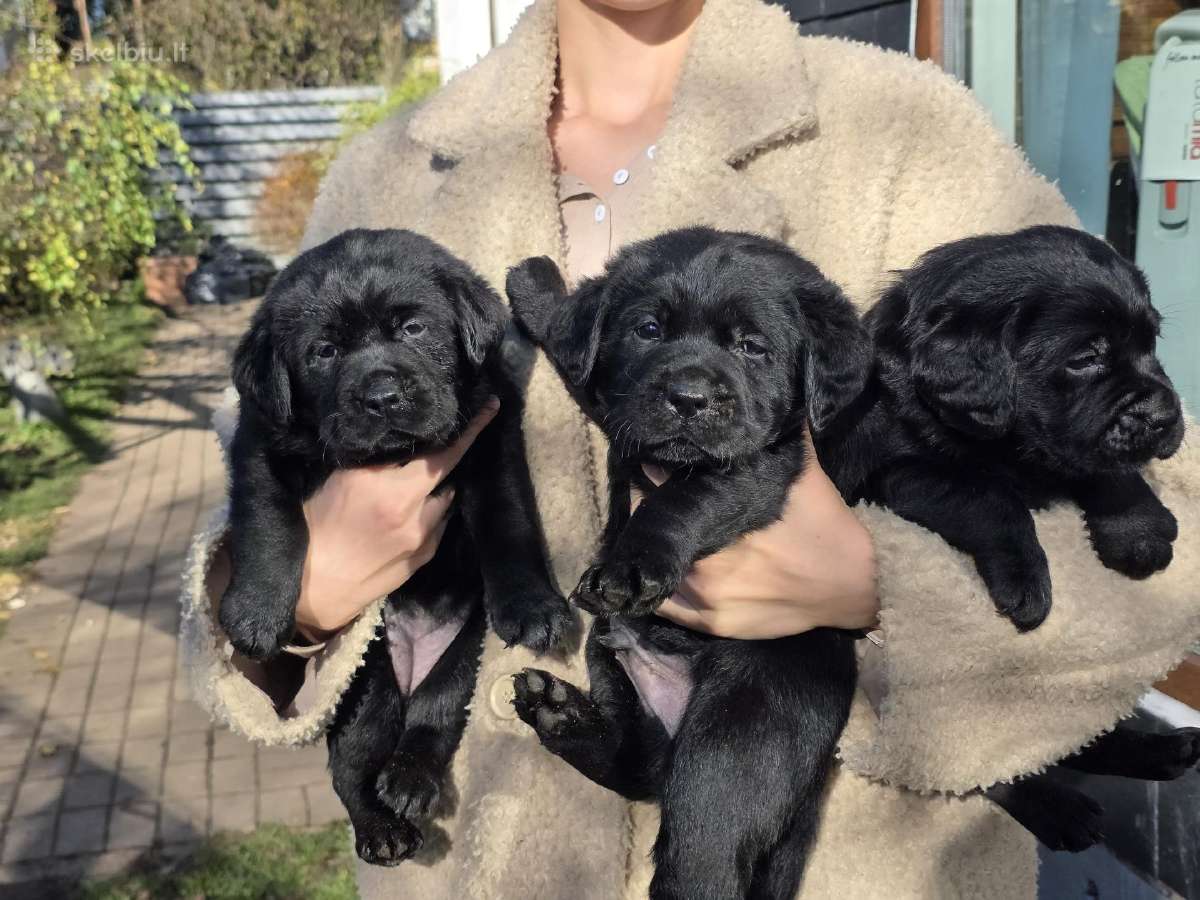Kilmingi juodi labradorai - nuotraukos Nr. 13