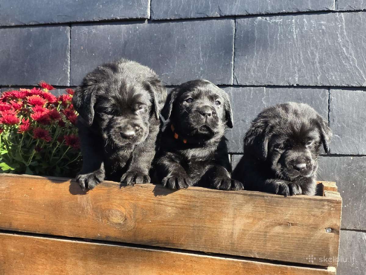 Kilmingi juodi labradorai - nuotraukos Nr. 7
