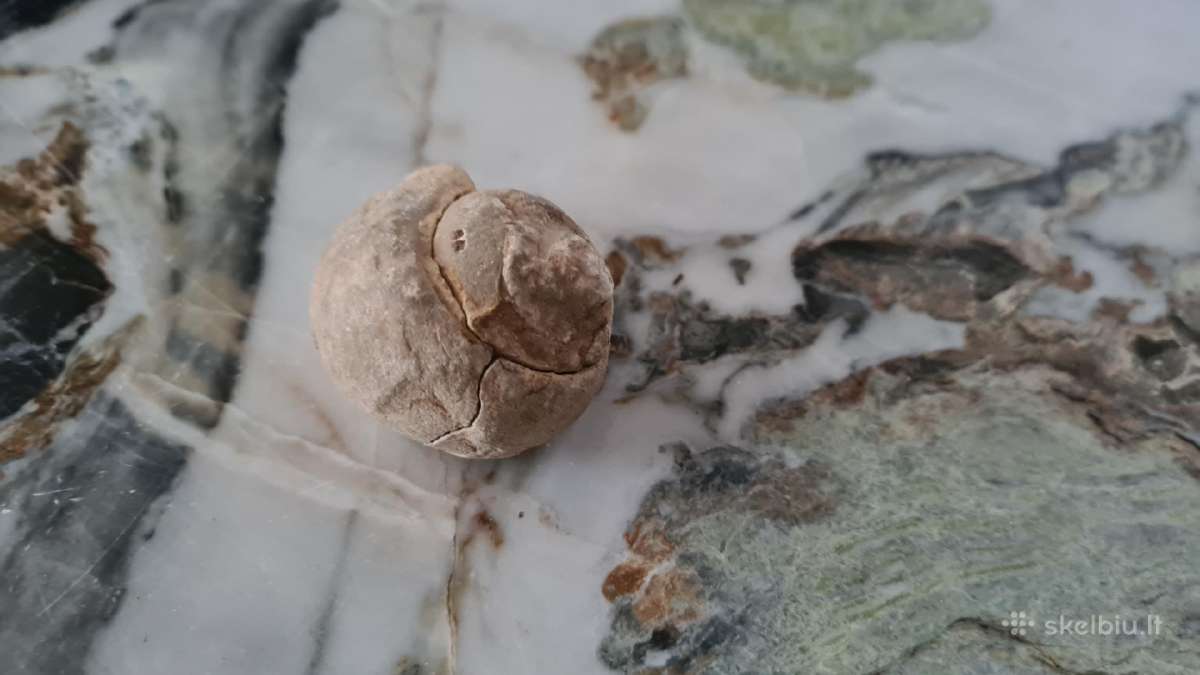 Snail fossil