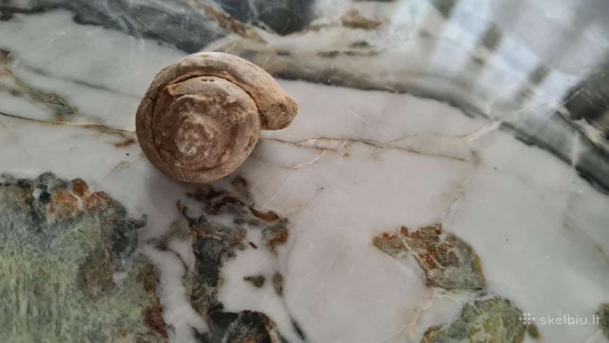 Snail fossil - nuotraukos Nr. 2