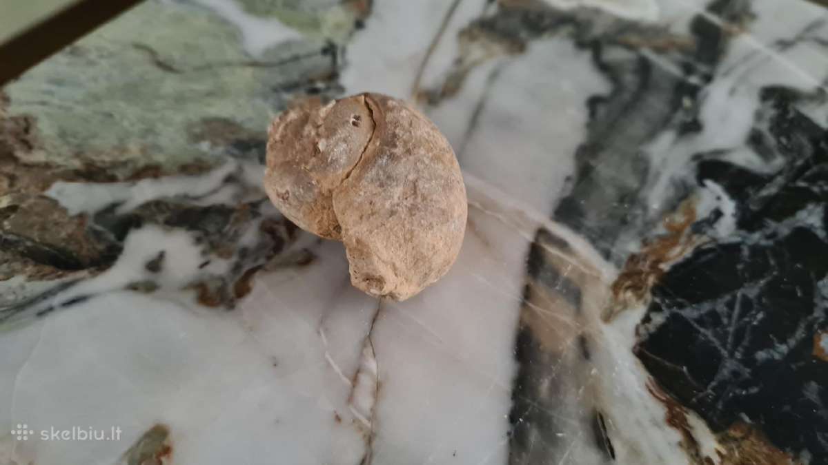 Snail fossil - nuotraukos Nr. 3