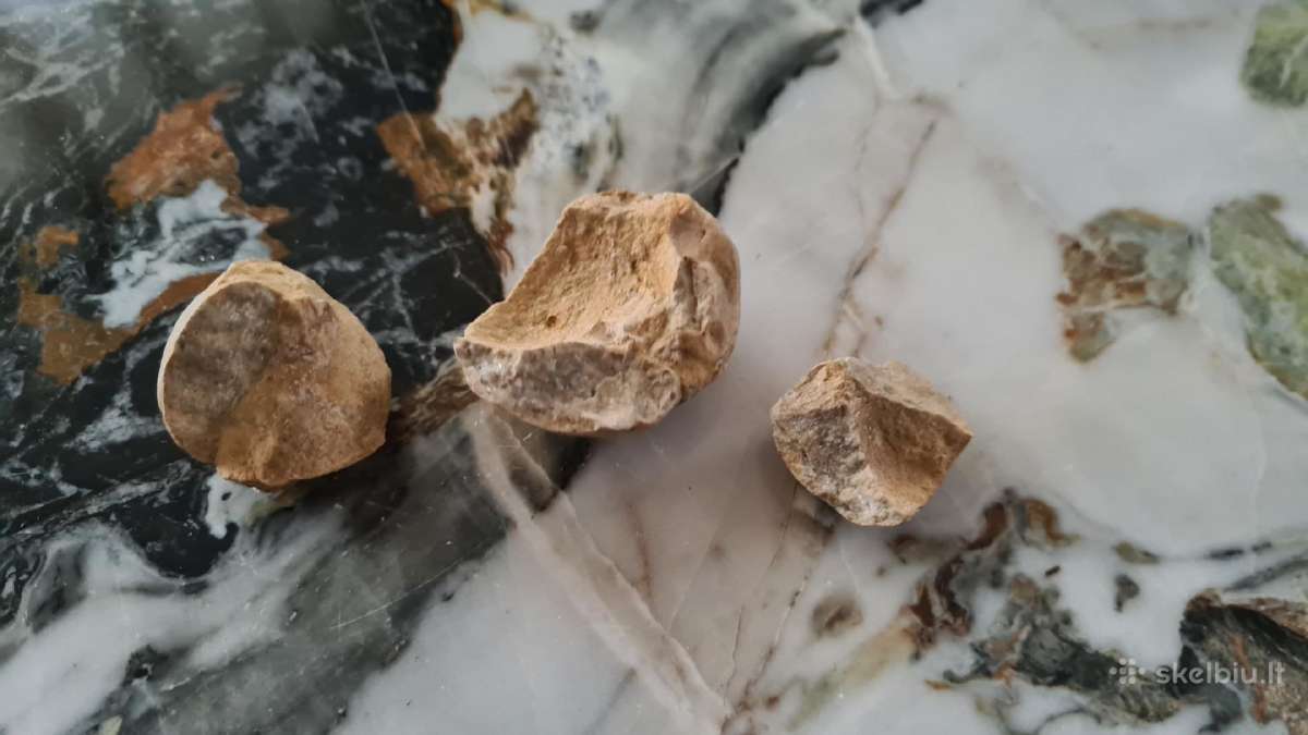 Snail fossil - nuotraukos Nr. 4