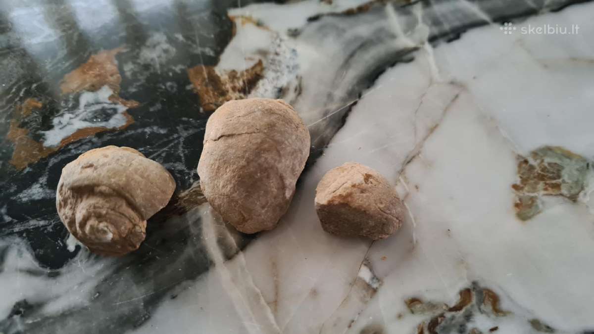 Snail fossil - nuotraukos Nr. 5
