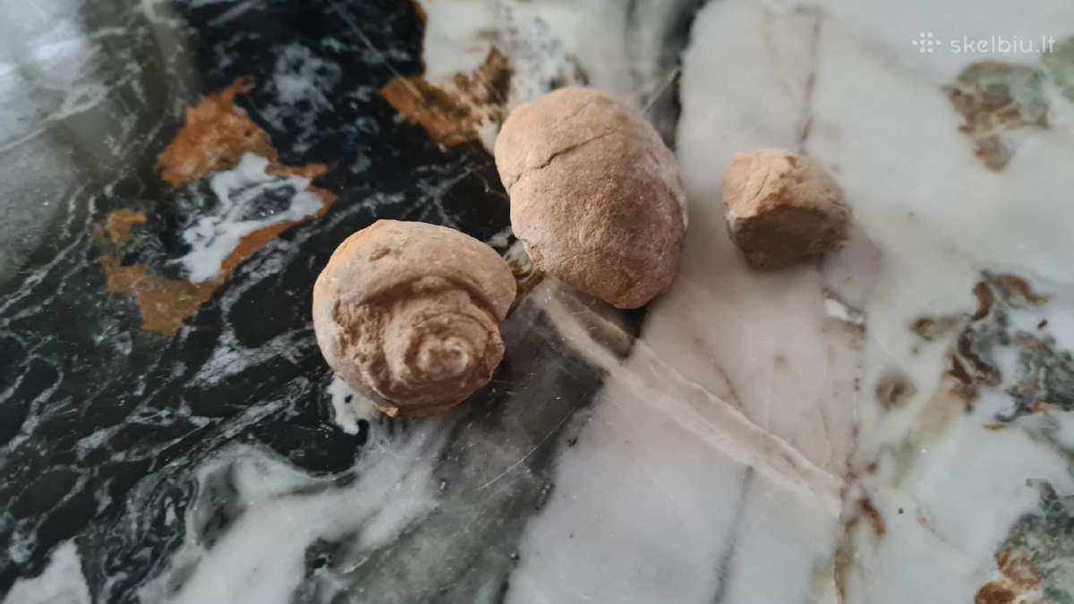 Snail fossil - nuotraukos Nr. 6
