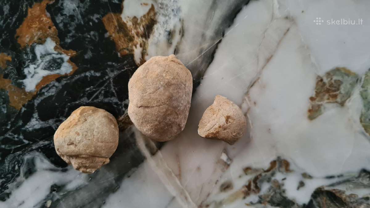 Snail fossil - nuotraukos Nr. 7