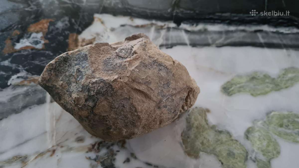 Trilobite fosilija - nuotraukos Nr. 10