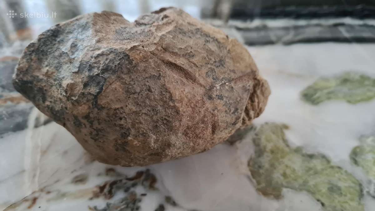 Trilobite fosilija - nuotraukos Nr. 11