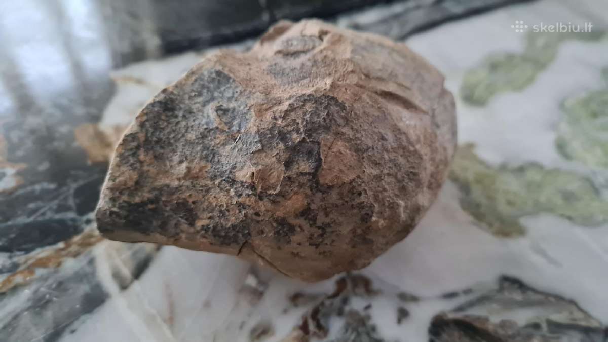 Trilobite fosilija - nuotraukos Nr. 12