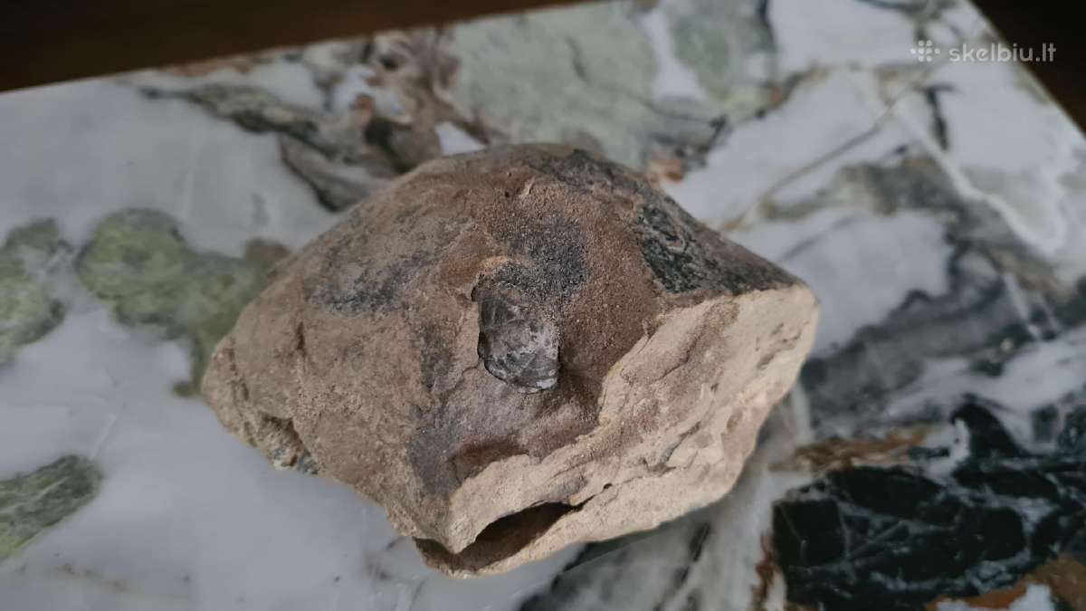 Trilobite fosilija - nuotraukos Nr. 13