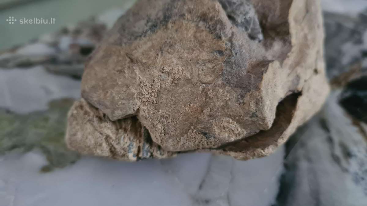 Trilobite fosilija - nuotraukos Nr. 14