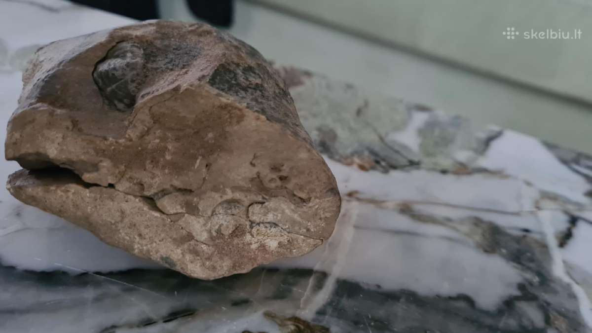 Trilobite fosilija - nuotraukos Nr. 15
