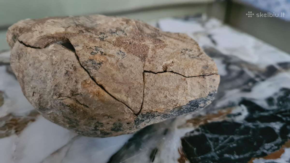 Trilobite fosilija - nuotraukos Nr. 16