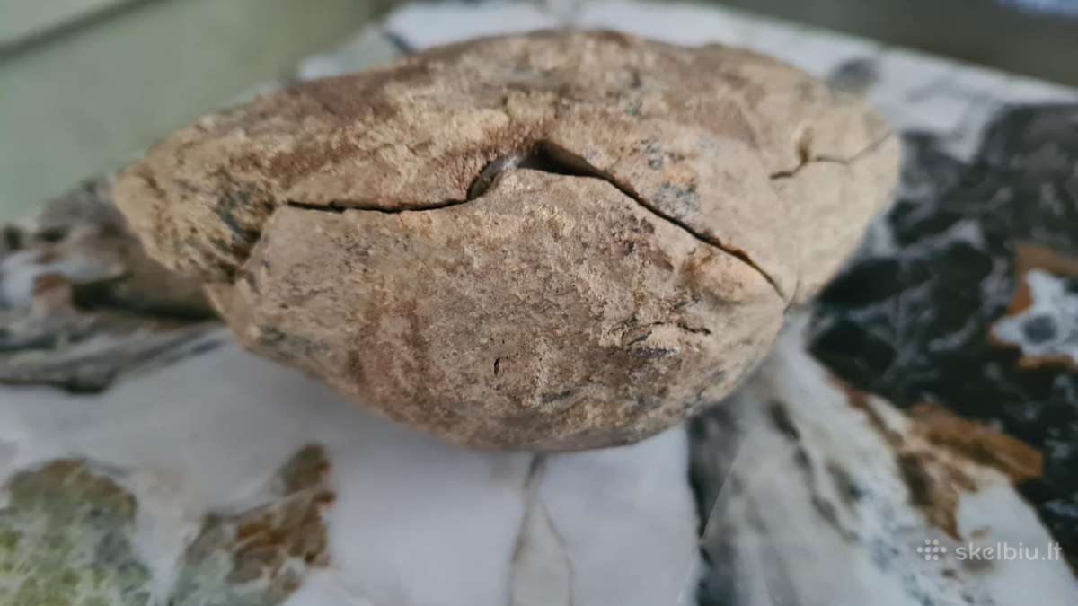 Trilobite fosilija - nuotraukos Nr. 17