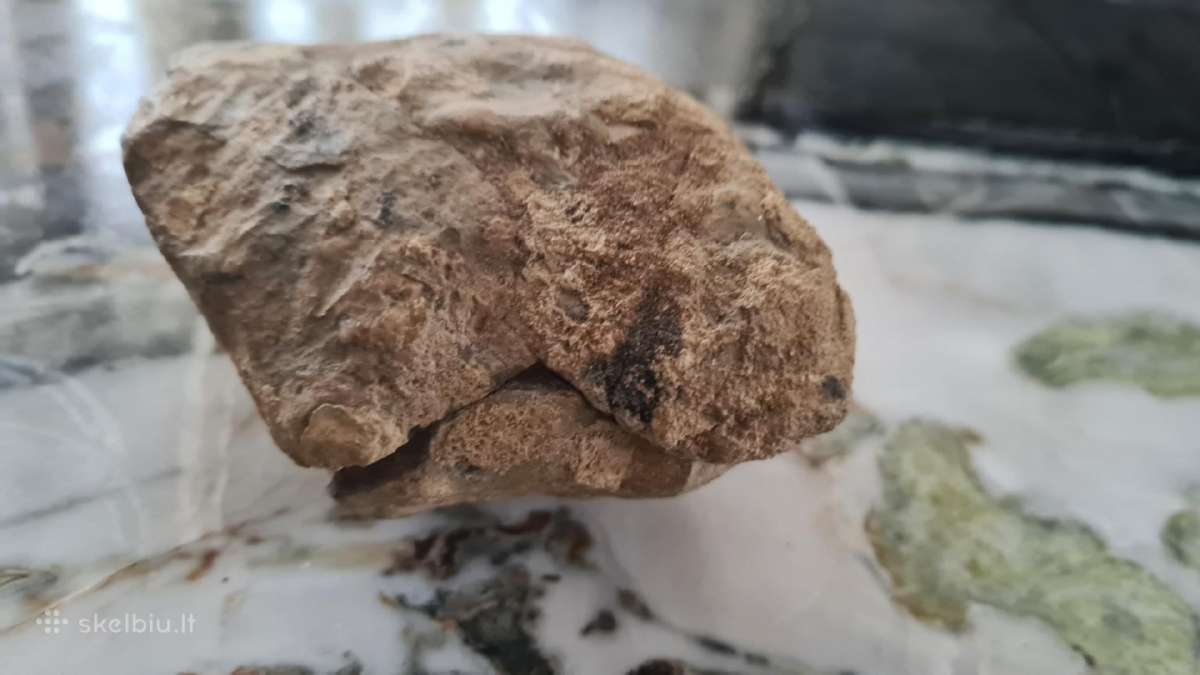 Trilobite fosilija - nuotraukos Nr. 18