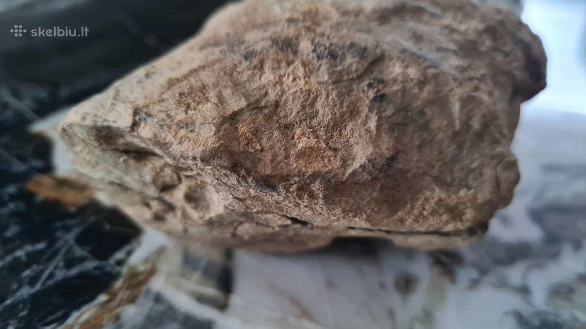 Trilobite fosilija - nuotraukos Nr. 19