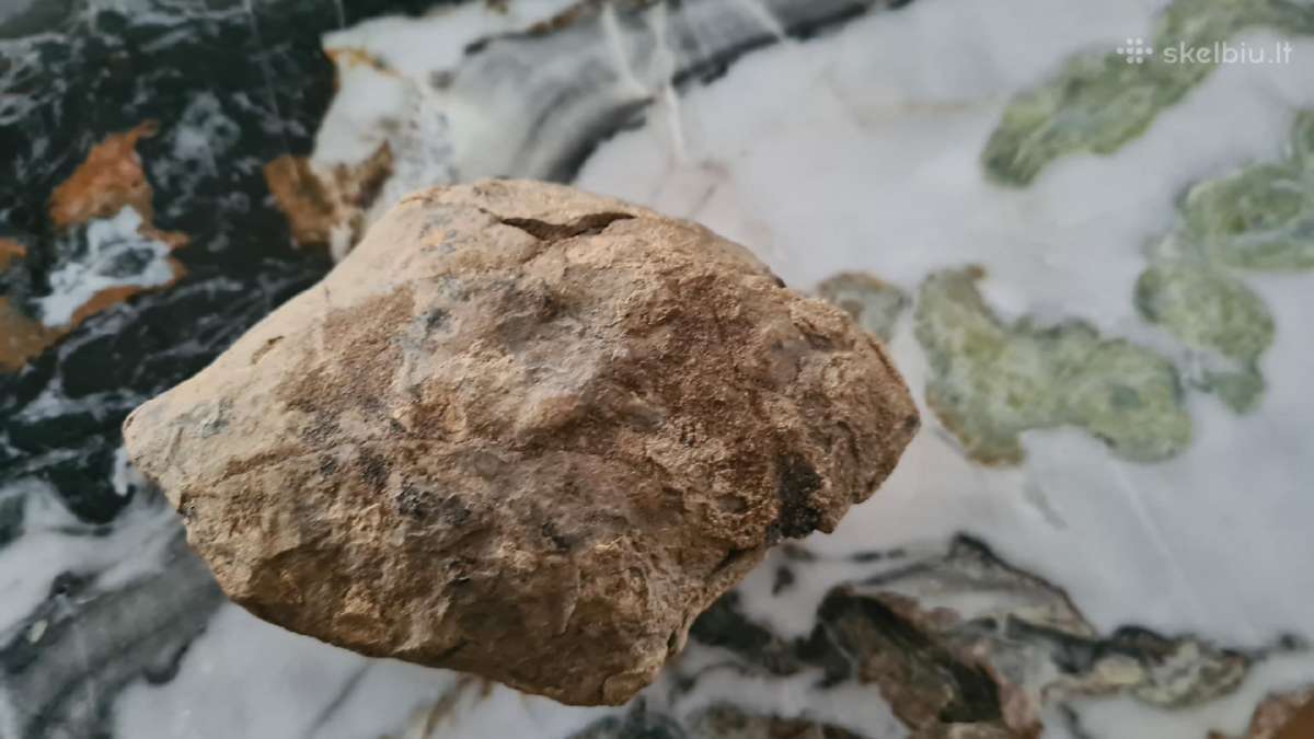 Trilobite fosilija - nuotraukos Nr. 20