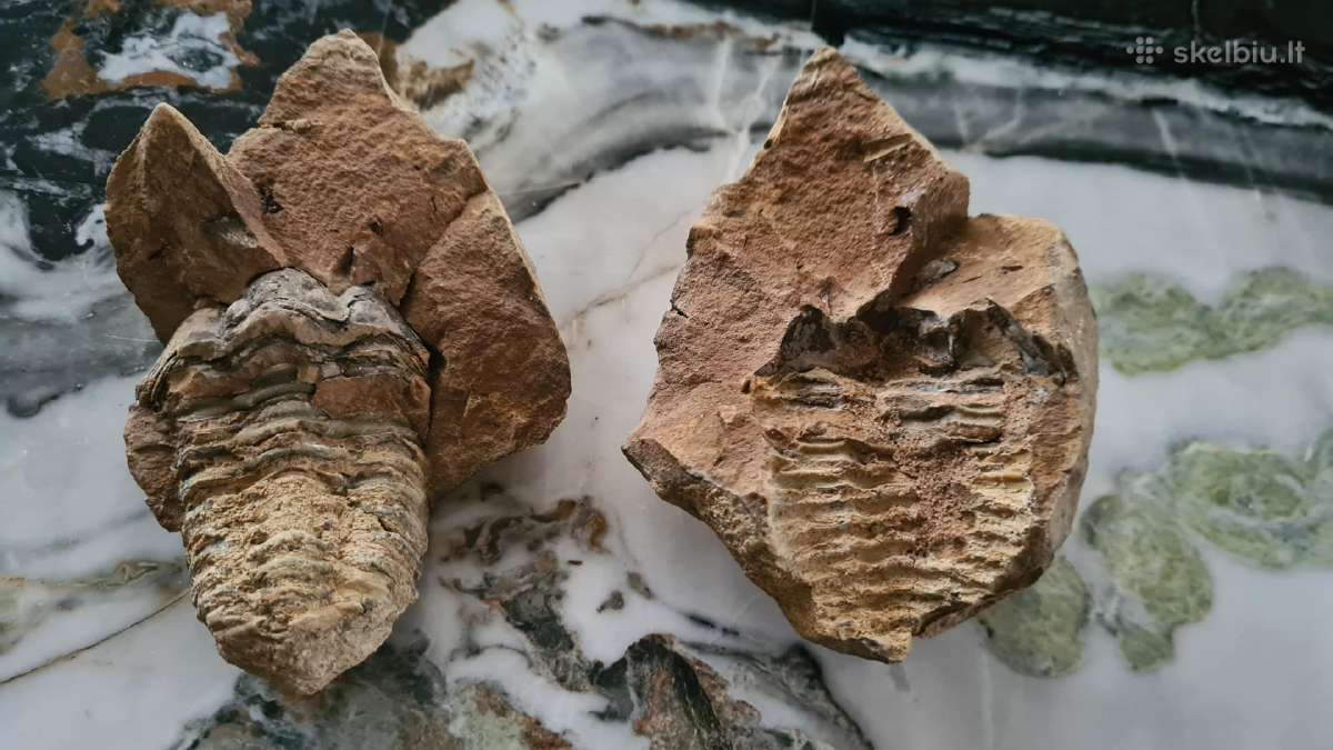 Trilobite fosilija - nuotraukos Nr. 3