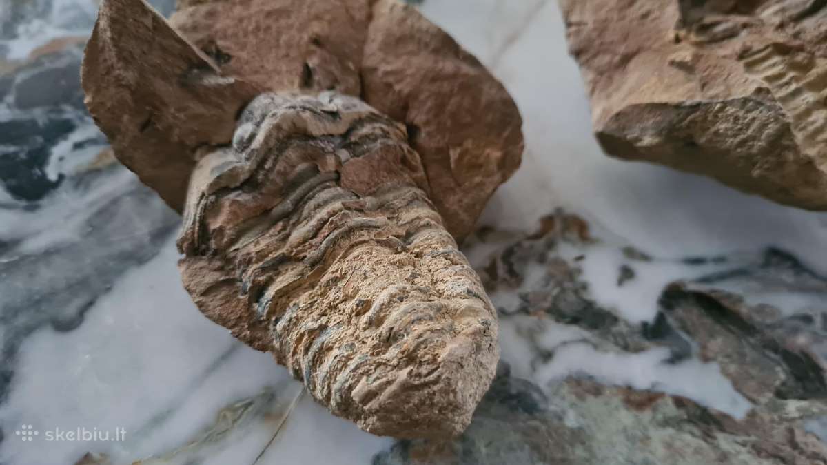 Trilobite fosilija