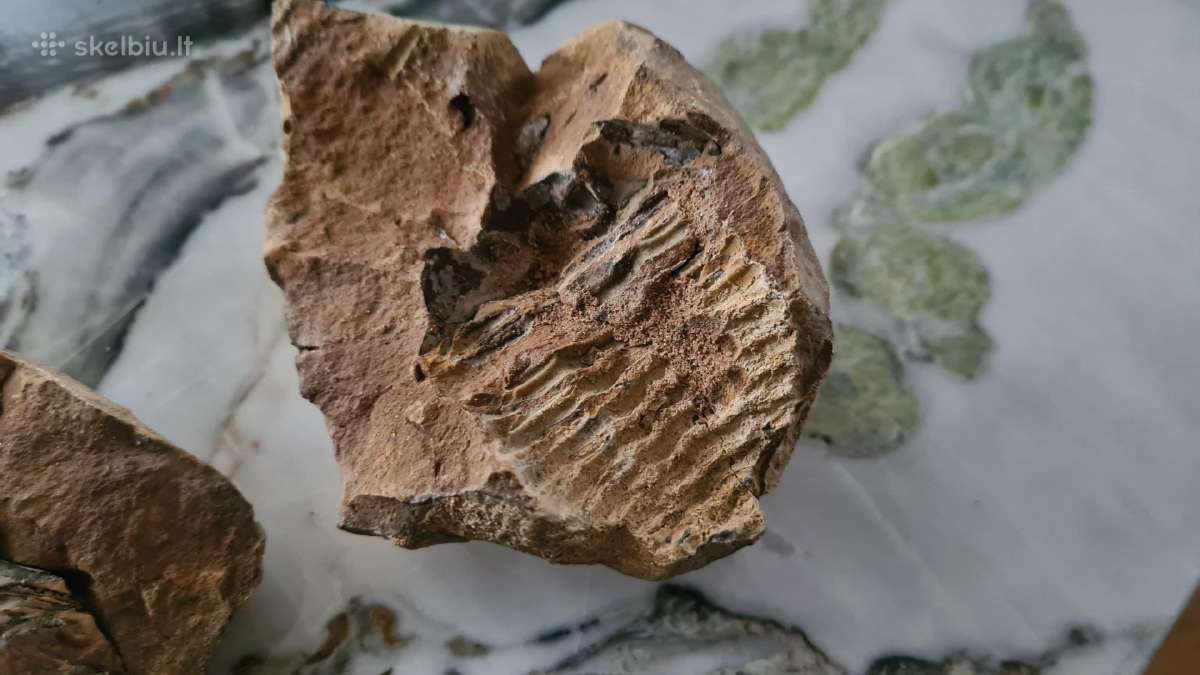Trilobite fosilija - nuotraukos Nr. 4