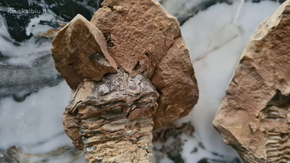 Trilobite fosilija - nuotraukos Nr. 2
