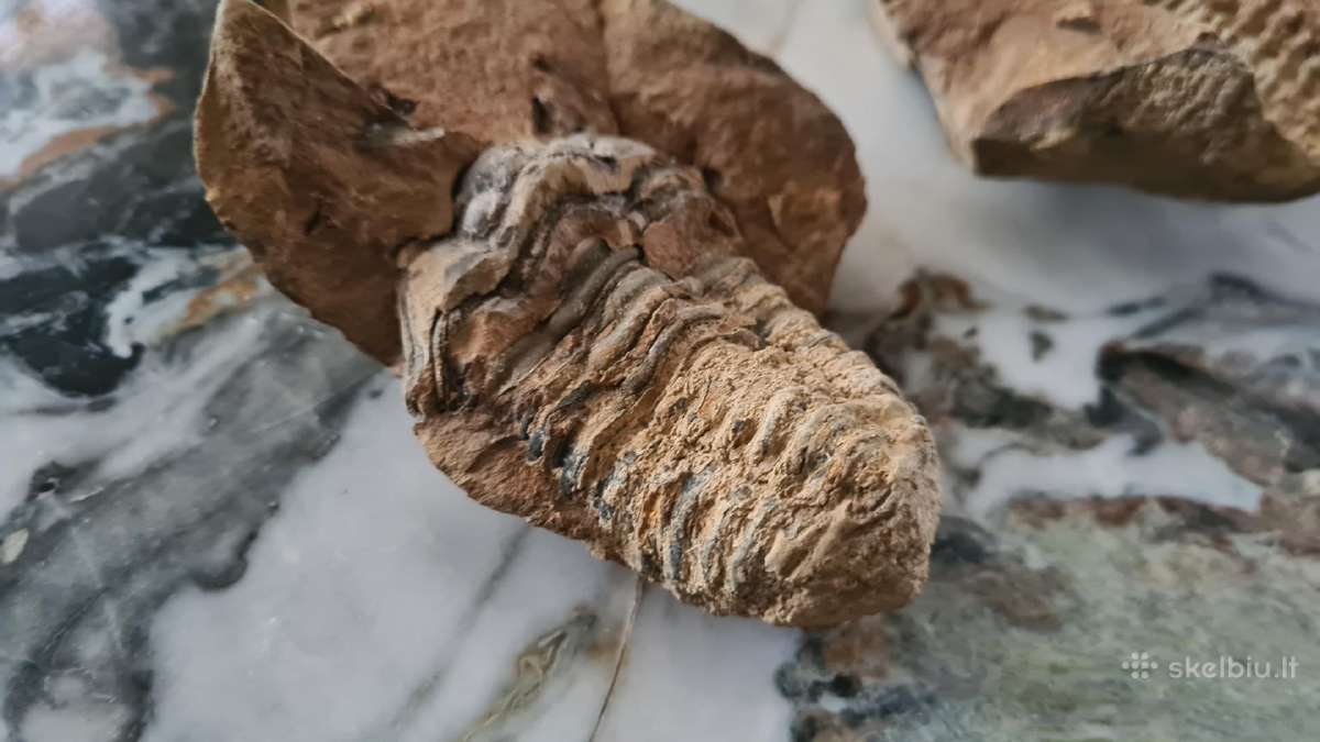Trilobite fosilija - nuotraukos Nr. 5