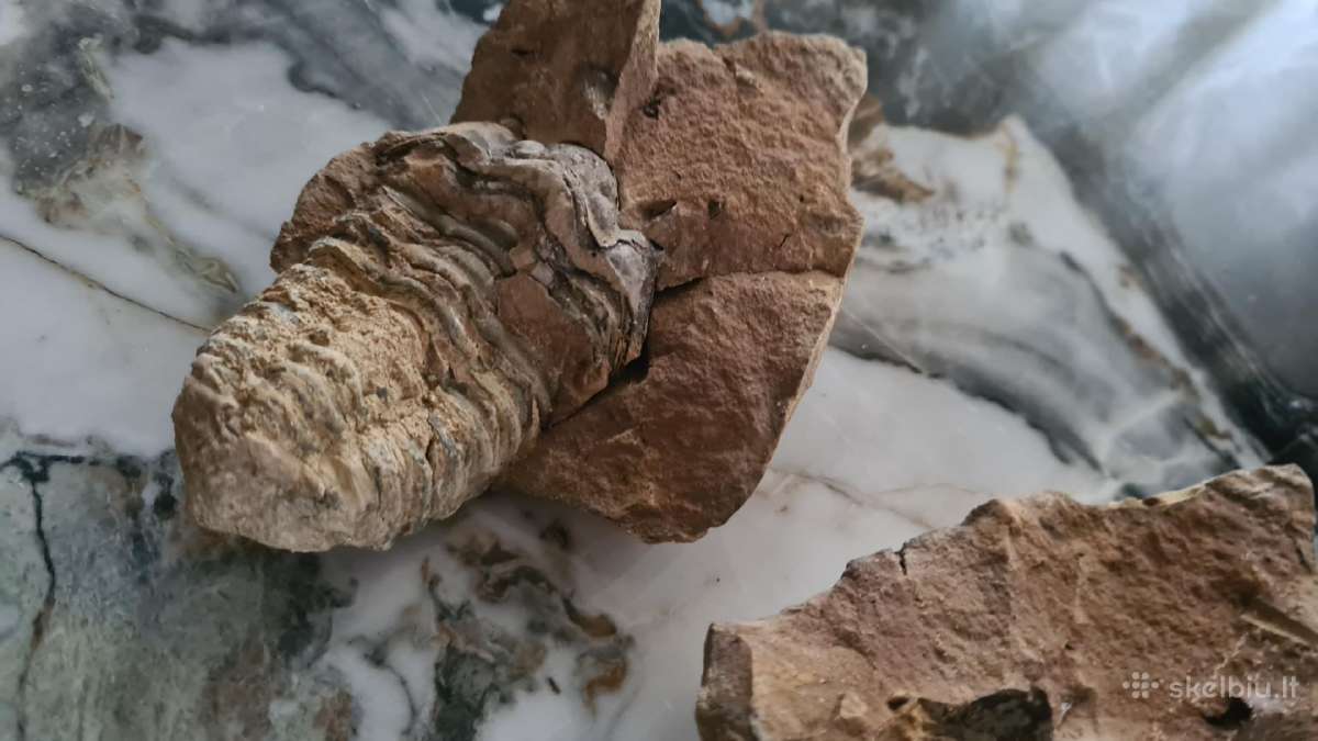 Trilobite fosilija - nuotraukos Nr. 7