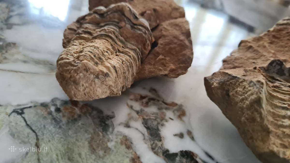 Trilobite fosilija - nuotraukos Nr. 6