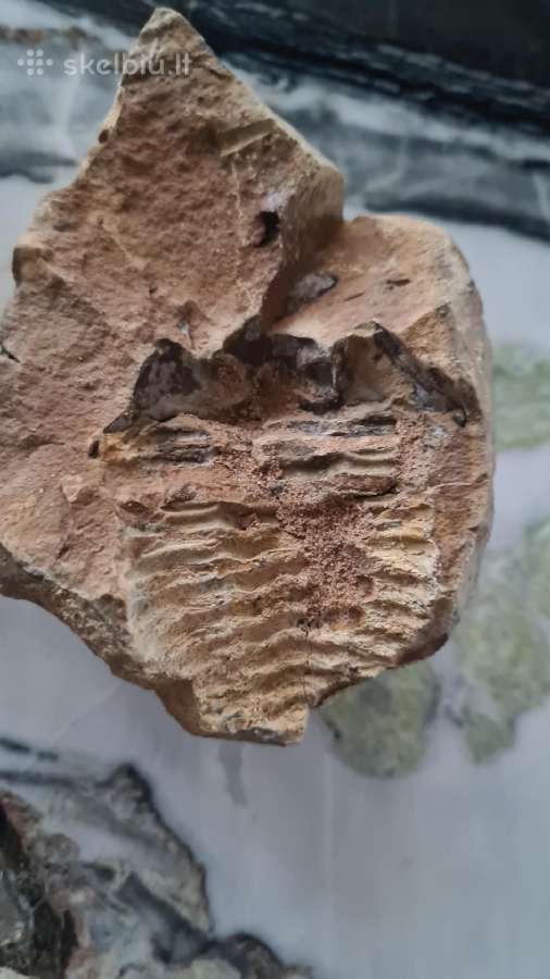 Trilobite fosilija - nuotraukos Nr. 8