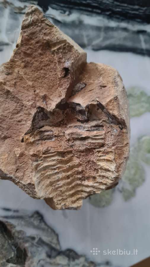 Trilobite fosilija - nuotraukos Nr. 9