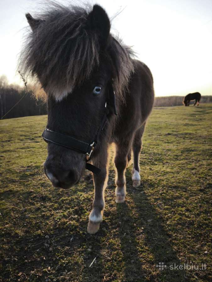 Poniukė