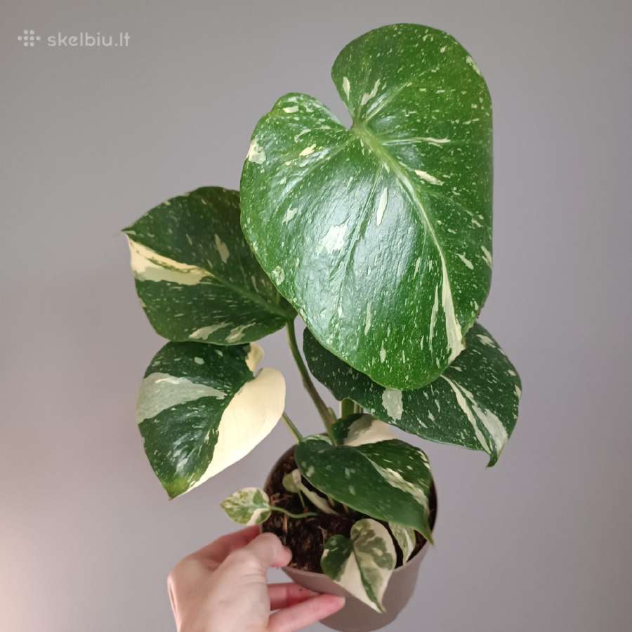 Monstera Thai Constellation Creme Brulee