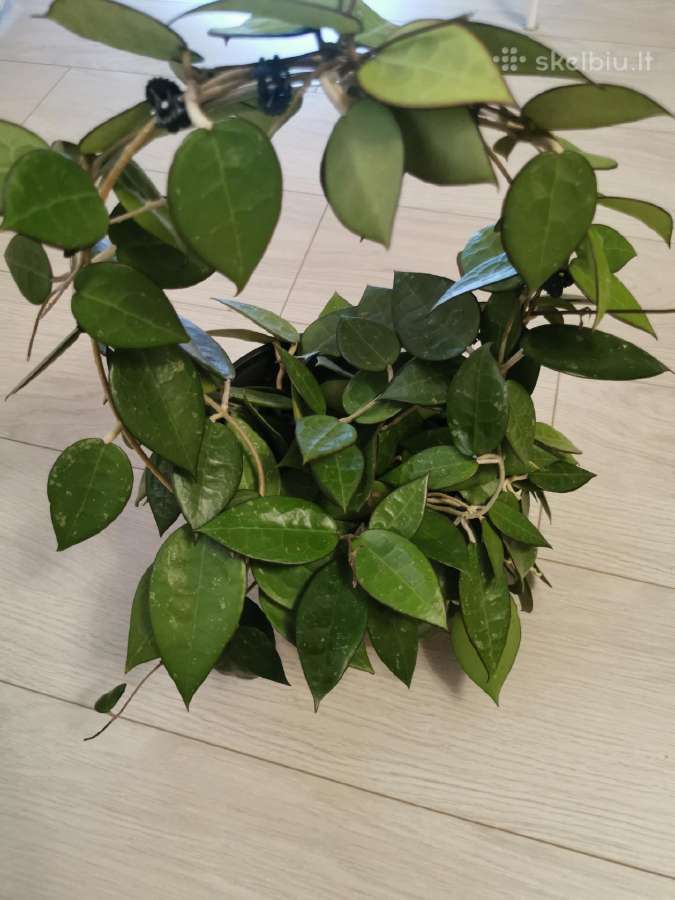 Hoya Parasitica, Mathilde, Macrophylla, Obovata