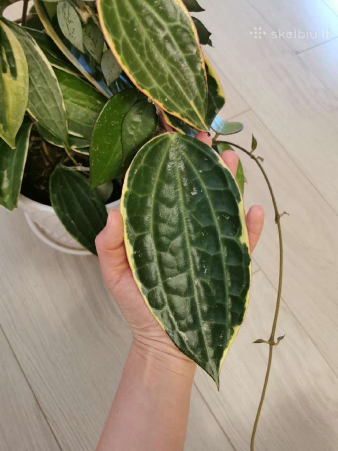 Hoya Macrophylla - nuotraukos Nr. 2